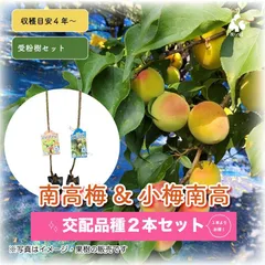 小粒南高＆南高梅 　梅2種受粉樹セット