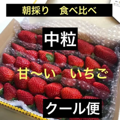 いちご　中粒　クール便