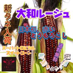 大和ルージュの種　トウモロコシ　野菜　家庭菜園