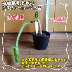 【ぐんぐん育ってます♪】無農薬栽培ドラゴンフルーツ(赤)の苗⑧