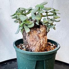 特大】キフォステンマ モンタグナッキー 現地球 - メルカリ