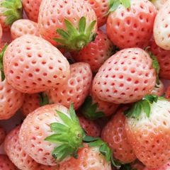 淡路島産白苺 淡雪アイランドベリー 大満足6パックセット いちごイチゴストロベリーstrawberry