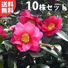 2025年最新】サザンカ 苗の人気アイテム - メルカリ