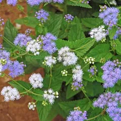 2025年最新】ふじばかまの人気アイテム - メルカリ