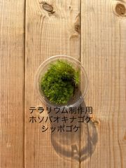 テラリウム制作用 シッポゴケ、ホソバオキナゴケ　有福MOSS