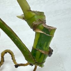 【萌芽・発根済み】ラフィドフォラ  テトラスペルマ “パラゴン”  #896  /  斑入り 観葉植物