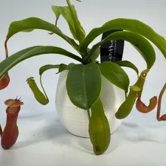 2025年最新】食虫植物 ウツボカズラの人気アイテム - メルカリ