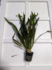 【Lサイズ】エキノドルス　ウルグアイエンシス　　 水中葉　1POT