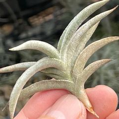 HR＊チランジア ギリエシー マイオール Tillandsia gilliesii fa