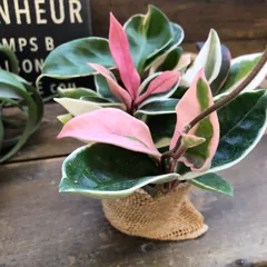 ポットごと♡ホヤ♡リップカラー♡多肉植物♡観葉植物