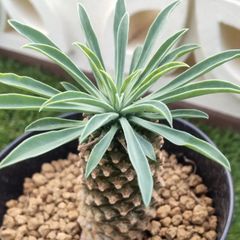 多肉植物ユーフォルビア属  ソテツキリン