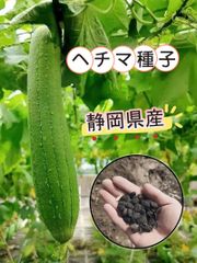 家庭菜園用！新鮮なヘチマの種子20粒／栽培簡単・高収量
