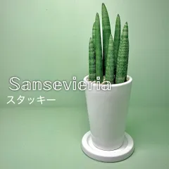 2025年最新】Sansevieriaの人気アイテム - メルカリ