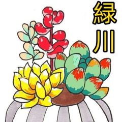 AAA 新入荷 朱子玉 LL1010×105苗 土付き 多肉植物 詰め合わせ