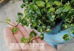 フィカスプミラ　コアラ　3号苗1個