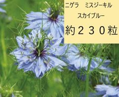 【花の種】ニゲラ　ミスジーキルスカイブルー　1.25ｍｌ　約２３０粒