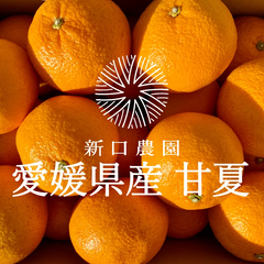 【産地直送】愛媛県八幡浜産 【甘夏】 5kg
