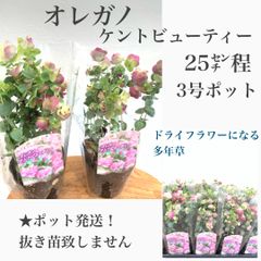 オレガノ　ケントビューティー苗・苗木　★1ポットのお値段です　★ポット発送　★25㌢程　★3号ポット　★ドライフラワーにしてもかわいい色が残ります　★耐寒性常緑多年草