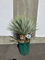 2026年最新】ユッカ リギダの人気アイテム - メルカリ