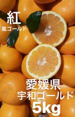 愛媛県産　宇和ゴールド紅　嵐ゴールド　河内晩柑　柑橘　5kg