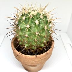 サボテン 金鯱  多肉植物　鉢付き