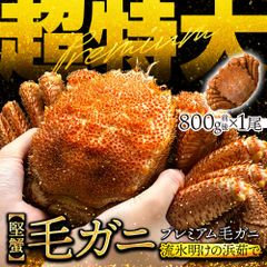 (a009-08)北海道産 超特大プレミアムボイル毛蟹 800g  【最高ランクの堅蟹! 流氷明け!!】  ◆ のし承ります ◆