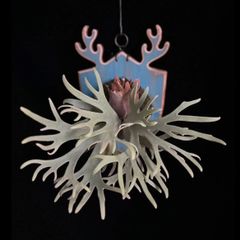 送料無料】☆ビカクシダ ウィリンキー ジェイド・ガール 胞子