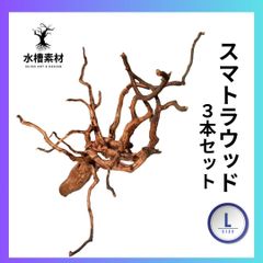 流木 極上スマトラウッドL  3本セット 水槽レイアウト 流木インテリア