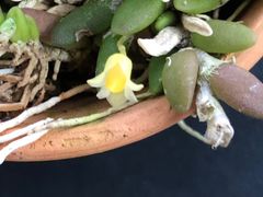 ★洋蘭★原種★Den. lichenastrum f.aureum★デンドロ リチェナストラム アーレウム★山野草★着生蘭★珍奇植物★多肉植物★丈夫な品種★4-8