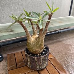 l*n様 開花中 キフォステンマ ベティフォルメ ソマリア ナローリーフ