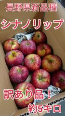 ☆送料無料☆訳あり『シナノリップ』約5kg!長野県新品種リンゴ☆