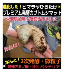 2023年最新】オオクワガタ メスの人気アイテム - メルカリ