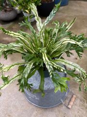 アスプレニウム・ニダス　斑入り　現品限り　観葉植物　シダ植物　屋内　インドア　インテリア　グリーン　可愛い　綺麗　小さい　リビング