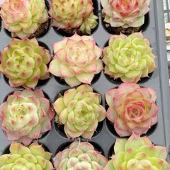 8季節のおまかせ5個多肉植物4CM-6CM 大美苗 エケベリア 韓国苗