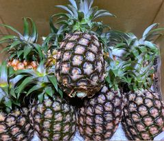 訳あり！石垣島産 赤グアバ 5kg 楽天市場】 沖縄特産フルーツ > グアバ（バンシルー） : 沖縄
