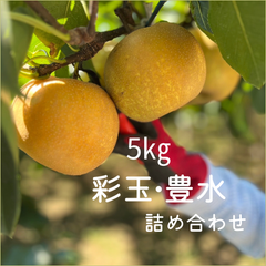 【彩玉・豊水ミックス】 梨　埼玉県産 5㎏