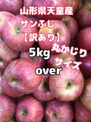 りんご山形県天童産【サンふじ】訳あり5kgover