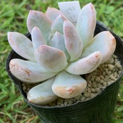 モンロー多肉植物