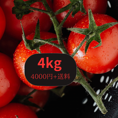 ミニトマト 4kg 数量限定価格