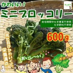 ミニブロッコリー　☆化学農薬や化学肥料は使用しておりません　埼玉県産 　約６００ｇ