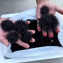 2025年最新】釣り餌 バフンウニの人気アイテム - メルカリ