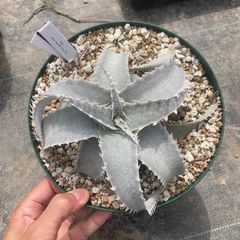dyckia ディッキア　マルニエルラポストレイ　ラージフォーム