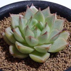 韓国苗【タトゥー】エケベリア・3