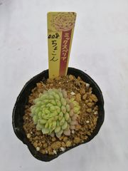 ❤️確認用❤️ミックスベリア❤️プリンセスティアラ❤️抜き苗♪札なし✨メルカリ便✨ a.y様専用 - メルカリ