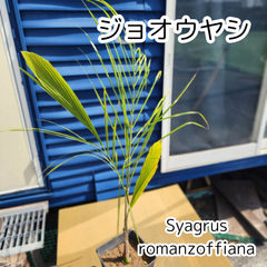【珍しいヤシ】【鉢ごと発送】ジョオウヤシ　Syagrus romanzoffiana　女王ヤシ　2025-3-14-sr１