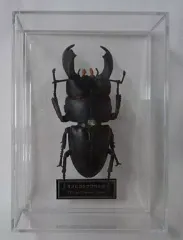 2025年最新】ディアゴスティーニ 世界の昆虫の人気アイテム - メルカリ