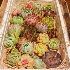 多肉植物　寄せ植えカット苗❣️　②
