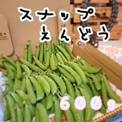 『Farm Ootomo』北海道恵庭市産 スナップえんどう 600g 【コンパクト便】