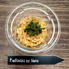 【速達】P. willincki cv. Nano 前葉体［育成ガイド付］