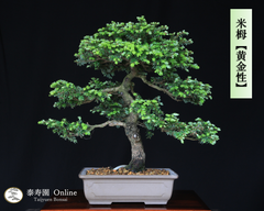 米栂 コメツガ【黄金性】オウゴンショウ 挿し木【泰寿園 Online】現品 一点物 松 盆栽 松柏 室内 鑑賞 趣味 卓上盆栽 盆栽鉢 グリーン 和 ギフト プレゼント 贈答品 小品盆栽 誕生日 母の日 父の日 敬老の日 記念日 お祝い インテリア1